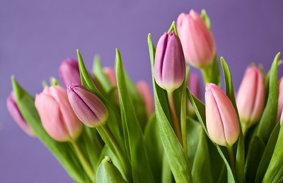 Тюльпаны как символ праздника и весны